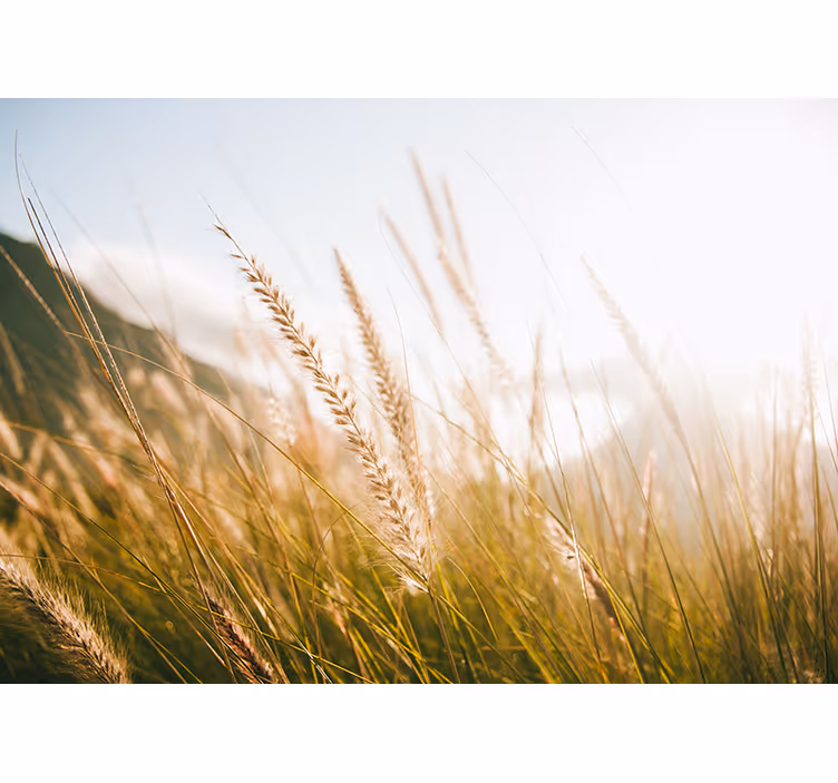 Fototapete natur sanfter graswind - TenStickers