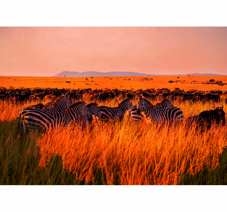 Fototapete natur zebras in der serengeti - TenStickers