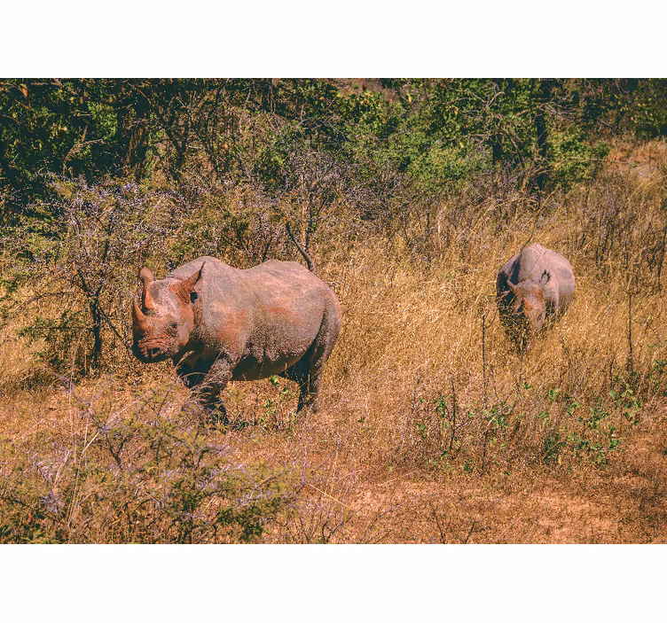 Fototapete tiere nashörner im grasland - TenStickers