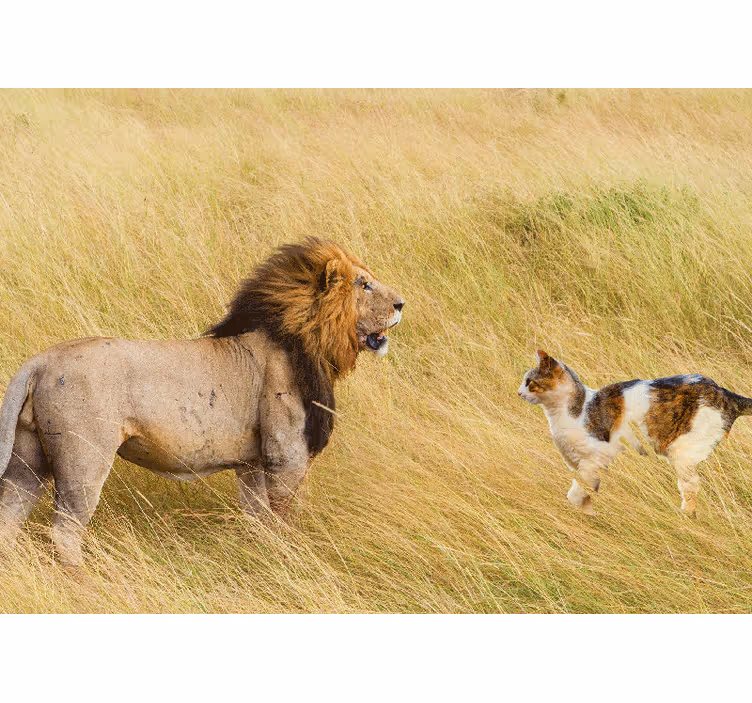 Fototapete afrikanisch Löwe vs wildkatze konzept - TenStickers