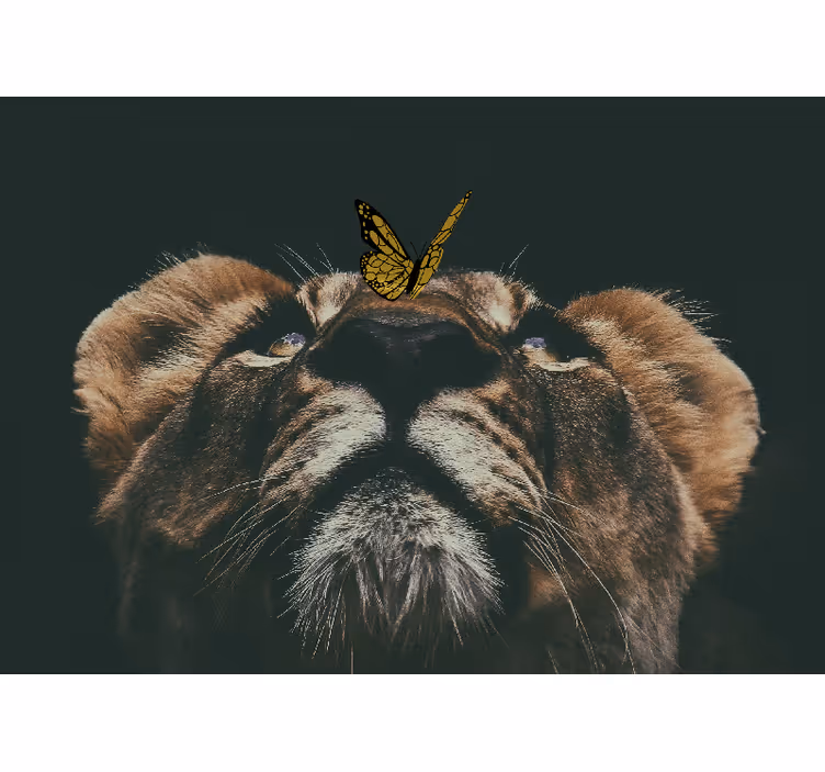 Fototapete Löwe junges mit schmetterling - TenStickers