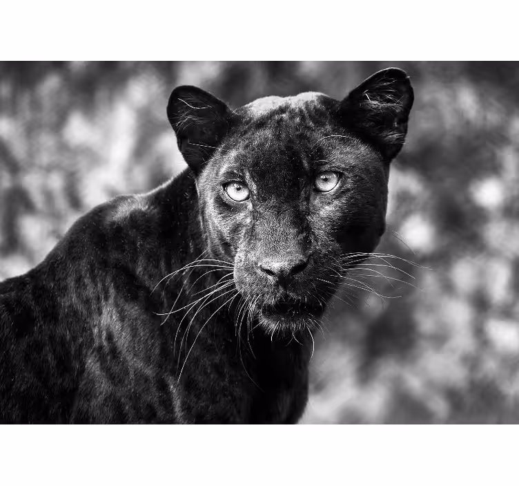 Fototapete tiere panther gesicht - TenStickers