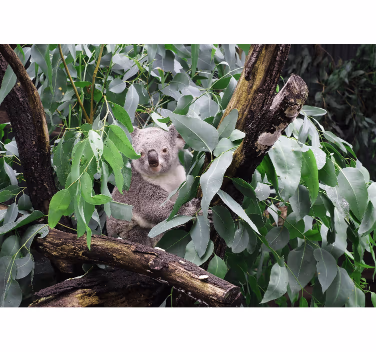 Fototapete afrikanisch Süßer neugieriger koala - TenStickers