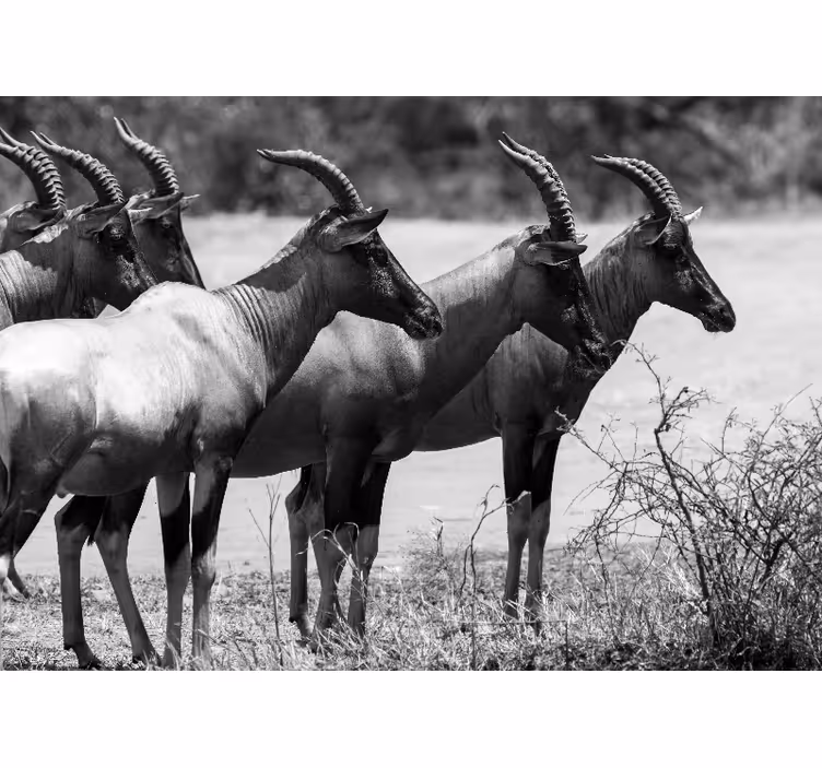 Fototapete tiere afrikanische antilopenherde - TenStickers