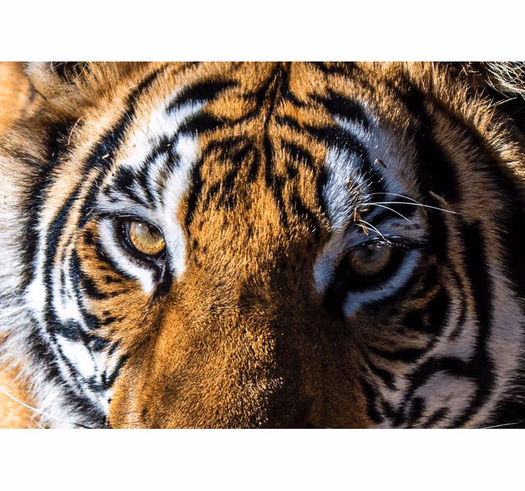 Fototapete tiere majestätisches tigernahaufnahme - TenStickers