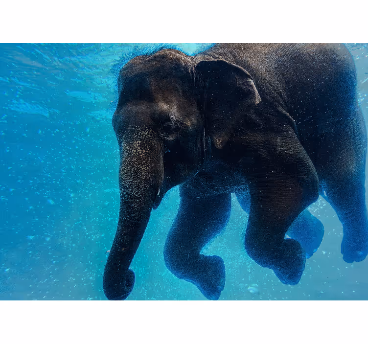 Fototapete meer mit unterwasser-elefant - TenStickers