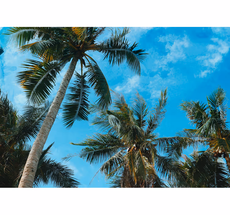 Fototapete natur palmen und himmel - TenStickers