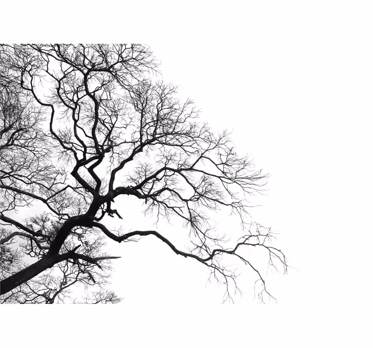 Fototapete baum ohne blätter silhouette - TenStickers