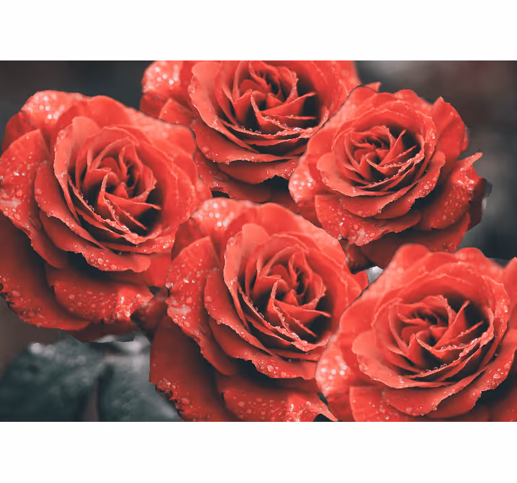Fototapete blumen rote rosenblüten - TenStickers