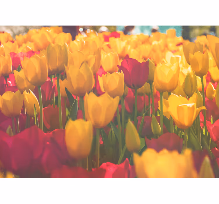 Fototapete Tulpen Bunte tulpen auf einer wiese - TenStickers