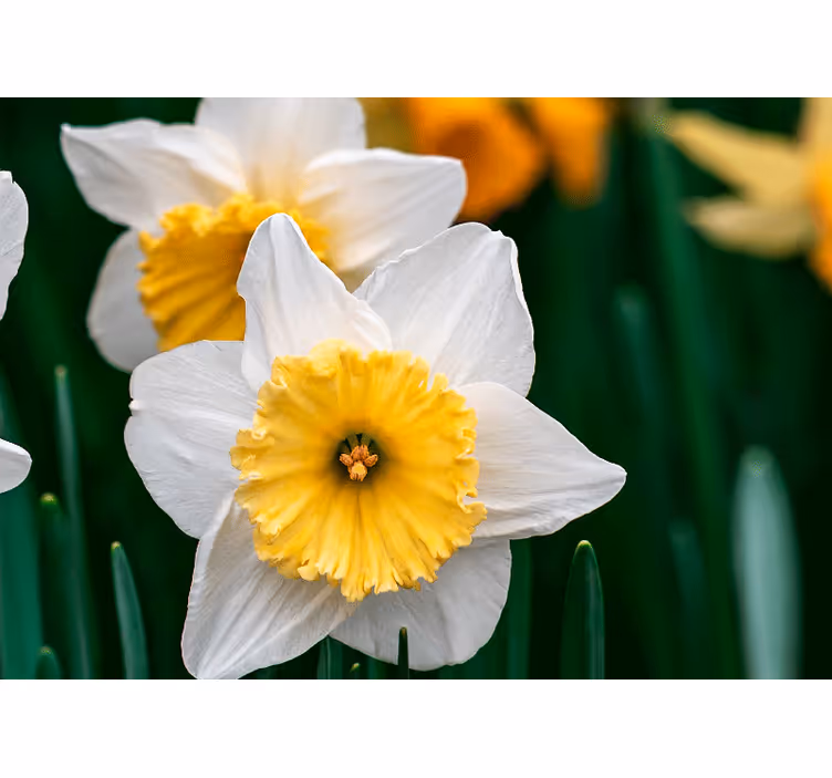 Fototapete mohnblumen elegante narzissenblüte - TenStickers
