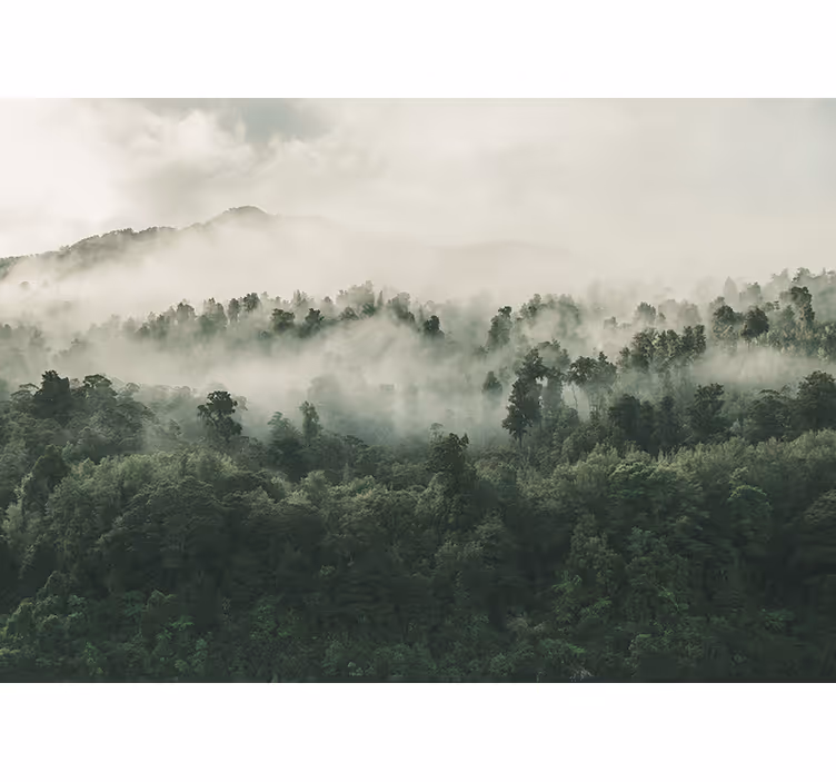 Fototapete natur neblige waldlandschaft - TenStickers