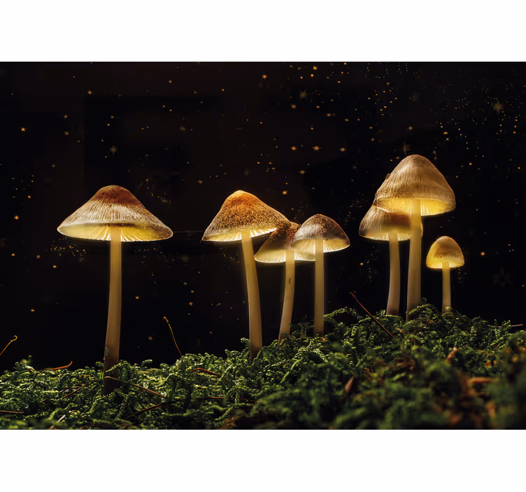 Fototapete Natur Waldpilze leuchten - TenStickers