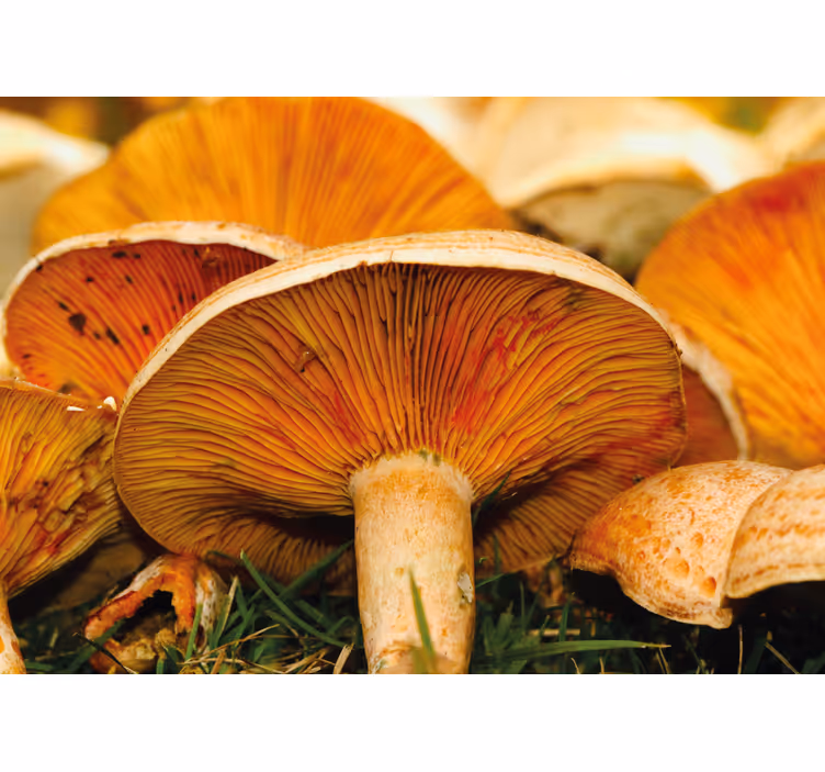 Fototapete blumen pilzwald szene - TenStickers