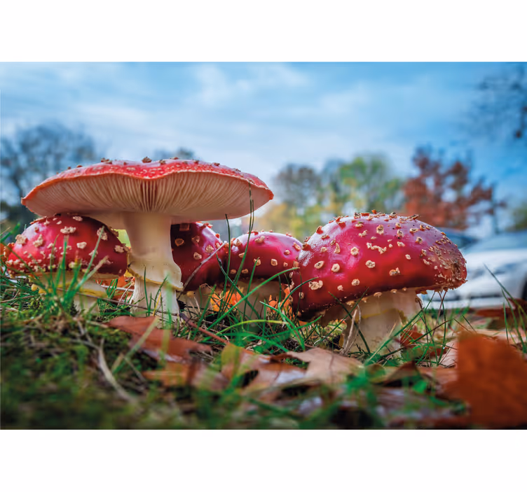 Fototapete Natur Roter fliegenpilz - TenStickers