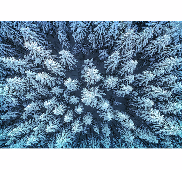 Fototapete natur gefrorener kiefernwald - TenStickers