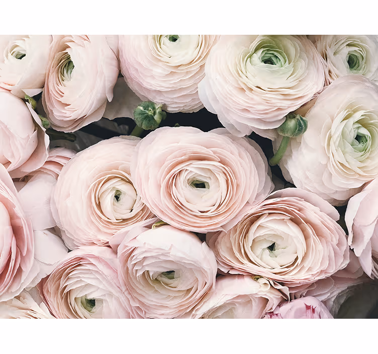 Fototapete blumen zarte ranunkelblüten - TenStickers