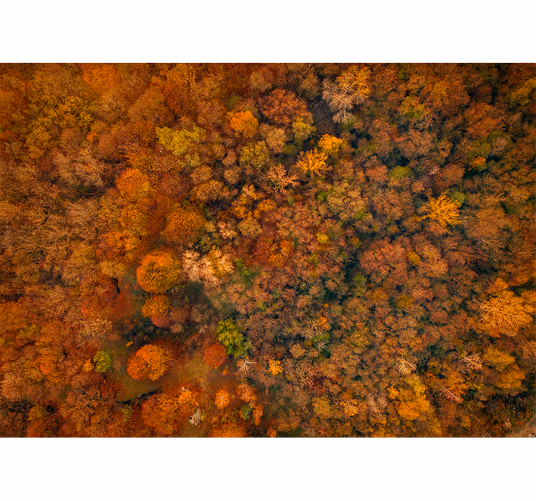 Fototapete natur herbstlaubblick - TenStickers