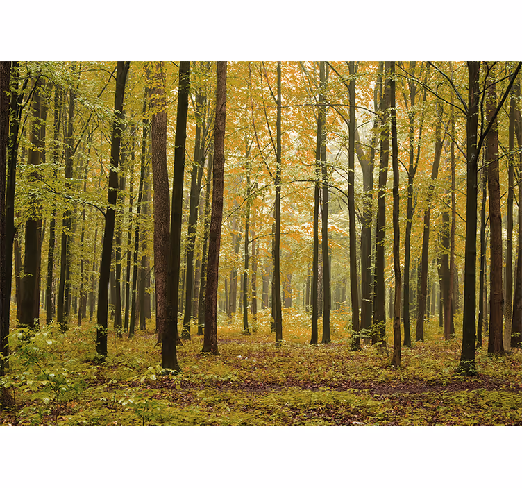 Fototapete wald herbstliche waldlandschaft - TenStickers