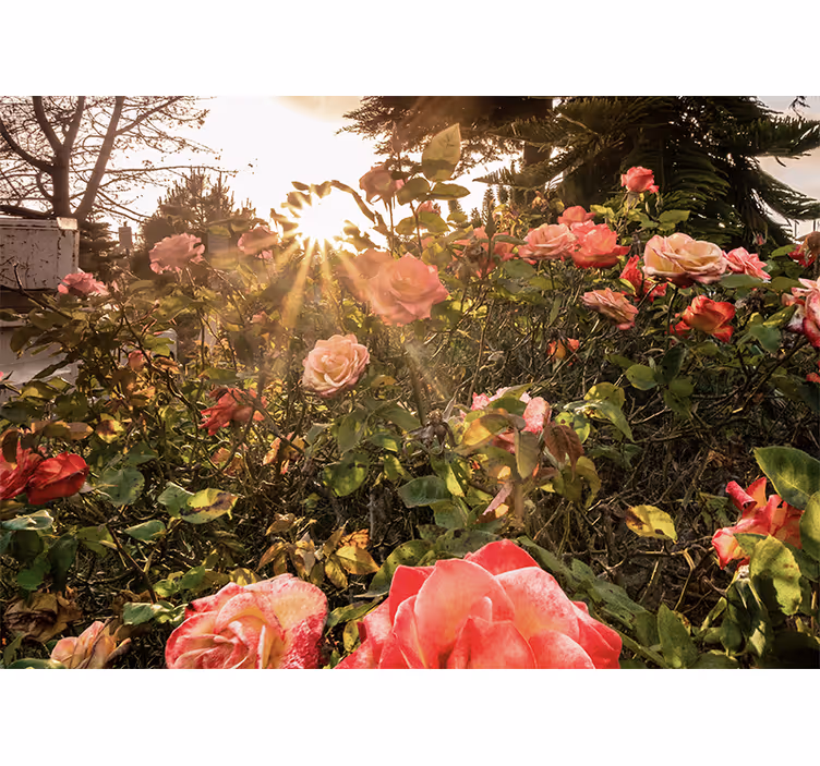 Fototapete blumen sonnenlicht rosen garten - TenStickers