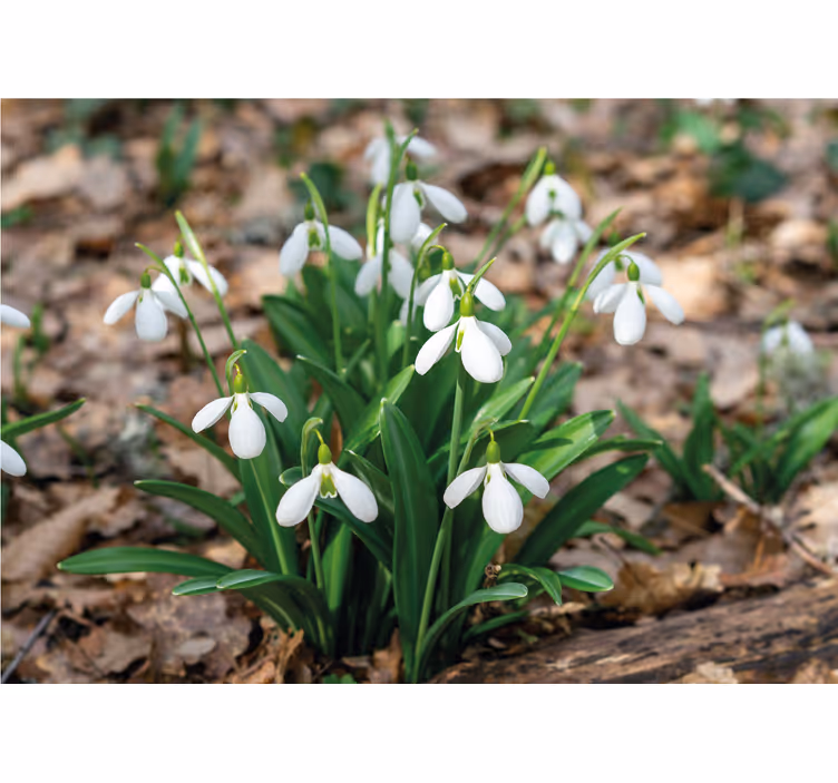 Fototapete Blumen Schneeglöckchen waldlandschaftsdesign - TenStickers
