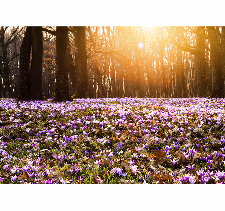 Fototapete blumen sonnenlicht blumenwiese - TenStickers