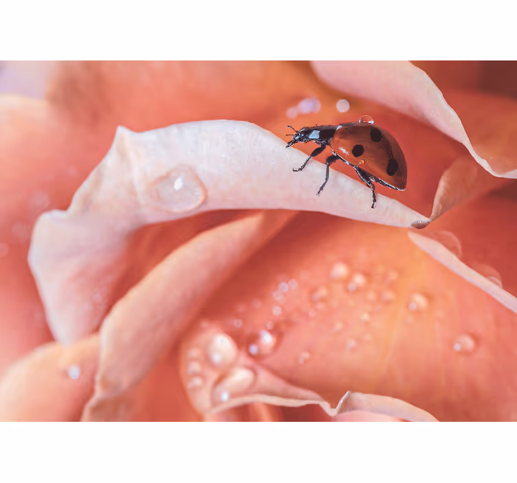Fototapete blumen marienkäfer auf blüte - TenStickers