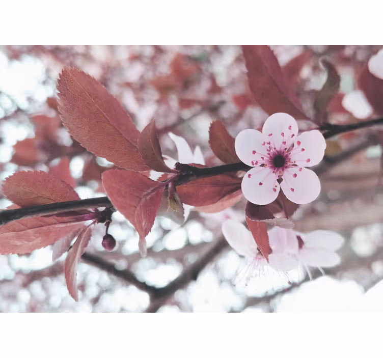 Fototapete blumen kirschblütenblüte - TenStickers