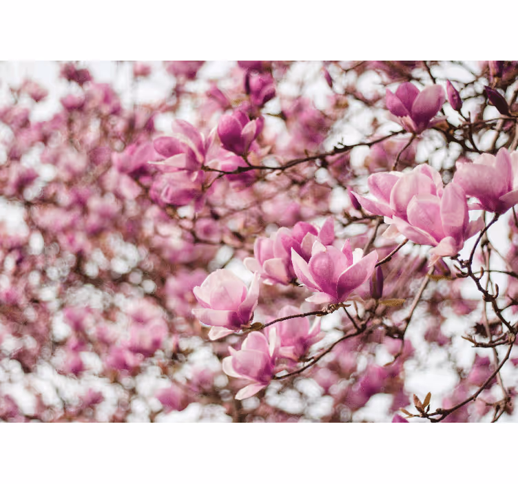 Fototapete magnolien blütenpracht - TenStickers