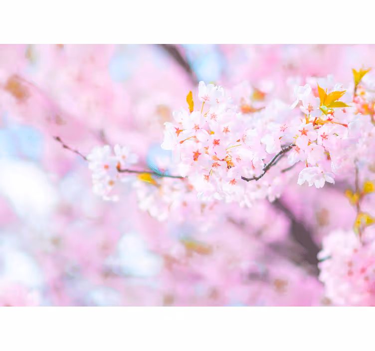 Fototapete blumen kirschblütenpracht - TenStickers