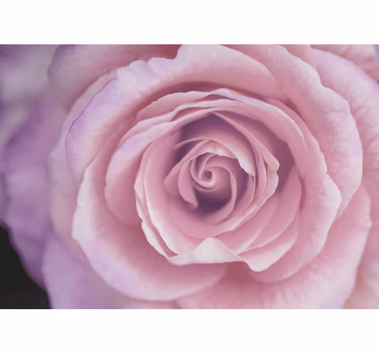 Fototapete blumen pinke rosenblüte - TenStickers