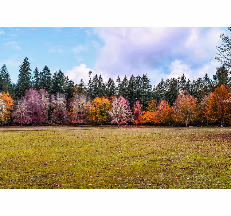 Fototapete natur bunter herbstwald - TenStickers