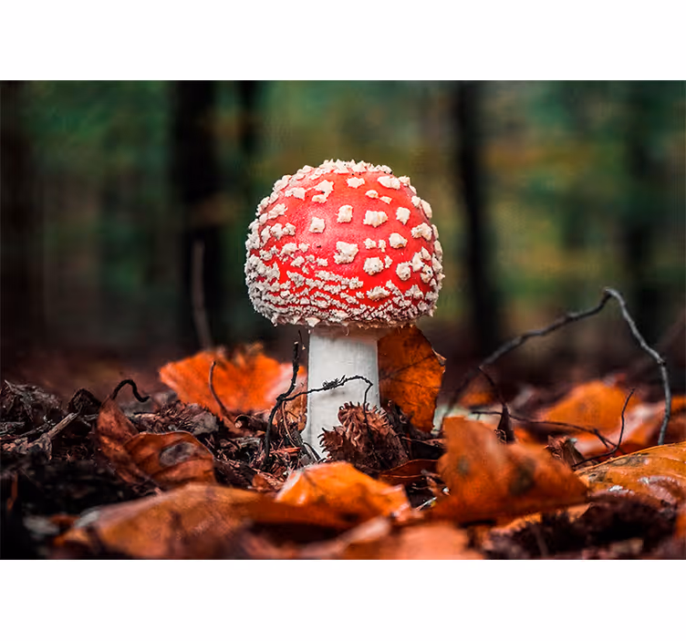 Fototapete Natur Rosa pilzsporen - TenStickers