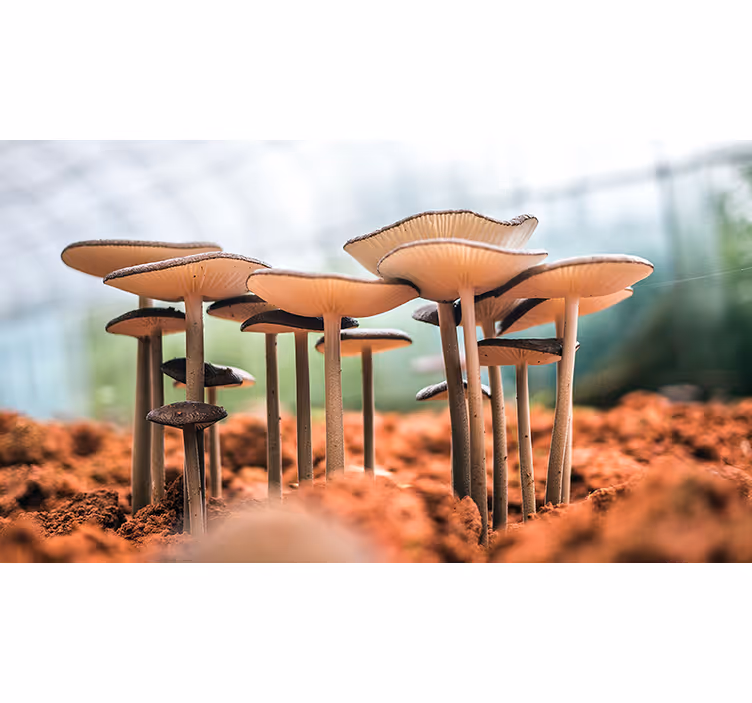 Weiterre Fototapeten pilz-cluster-szene - TenStickers