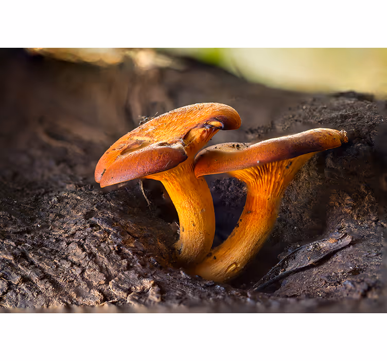 Fototapete wald mit pilz-naturmotiv - TenStickers