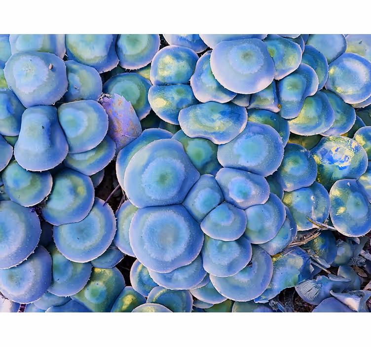 Fototapete natur bunte sukkulenten nahaufnahme - TenStickers