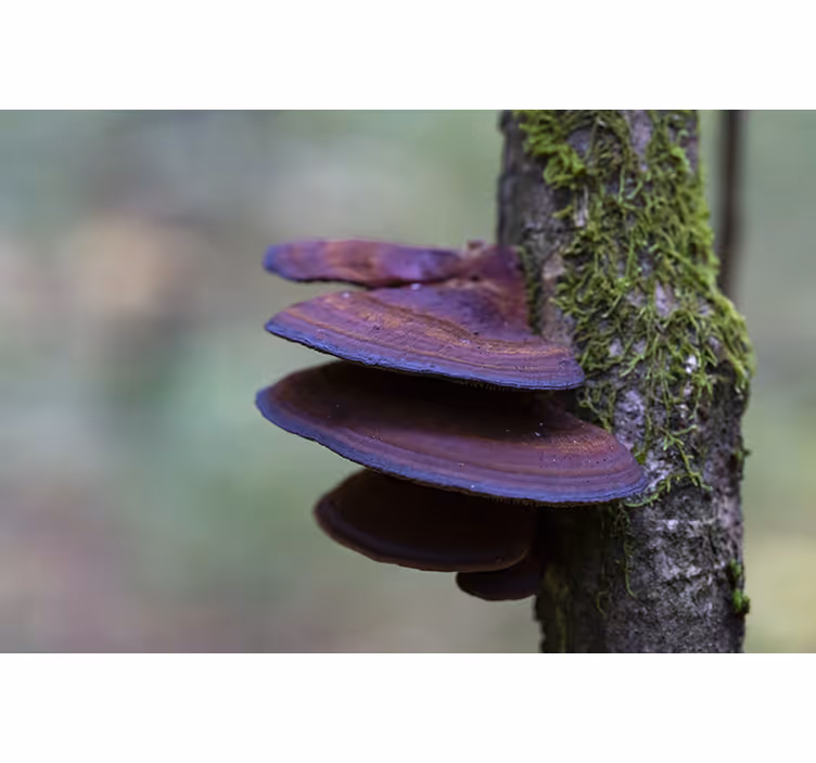 Fototapete natur detail des pilzwachstums - TenStickers