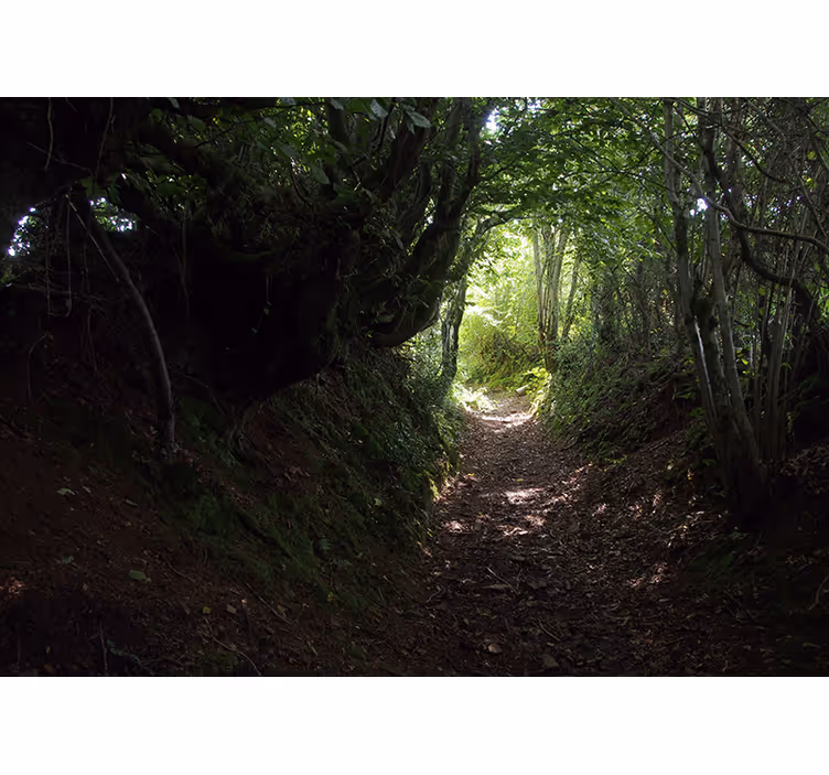 Fototapete wald pfad im wald - TenStickers