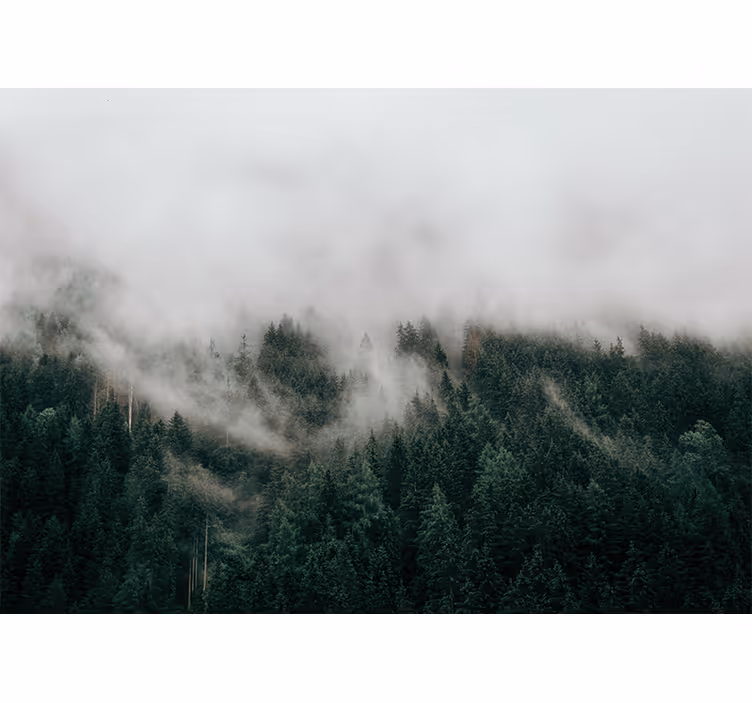 Fototapete wald nebelwald landschaft - TenStickers