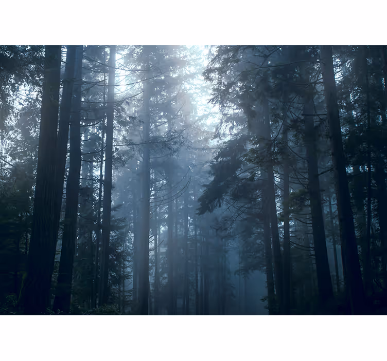 Fototapete Baum Bäume nebliger wald - TenStickers