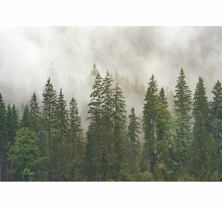 Fototapete wald nebliger waldblick - TenStickers