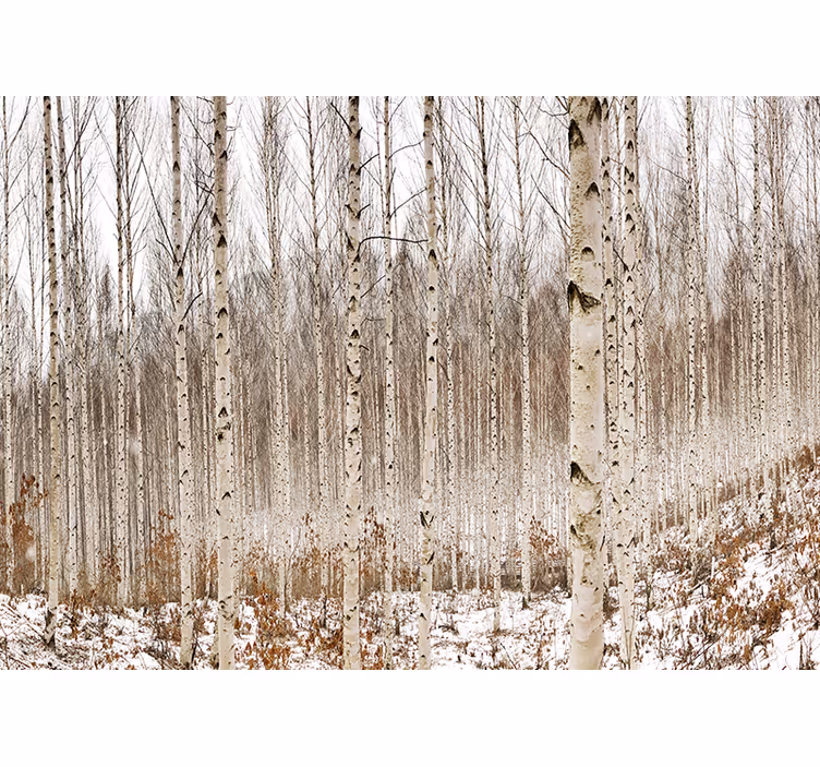 Fototapete wald schneebedeckter birkenwald - TenStickers