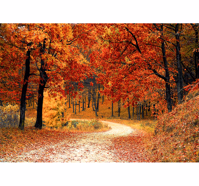 Fototapete natur herbstlicher waldweg - TenStickers