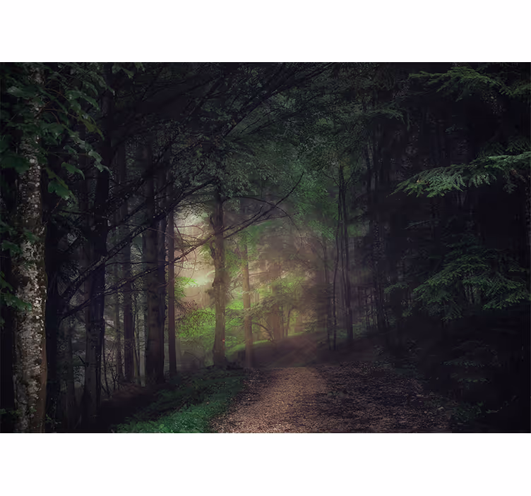 Fototapete wald friedlicher waldweg - TenStickers