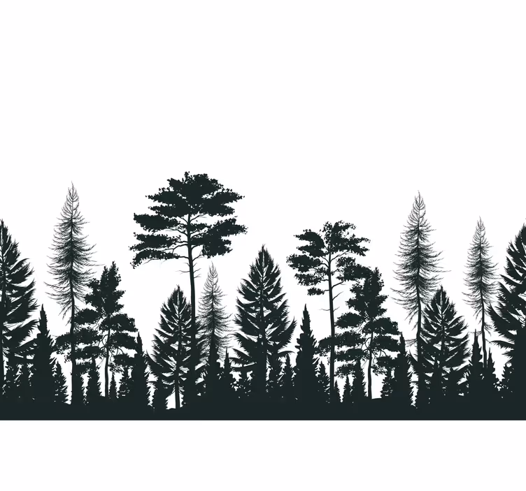 Fototapete natur silhouetten von nadelbäumen - TenStickers