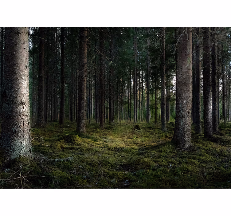 Fototapete Wald ruhige landschaft - TenStickers