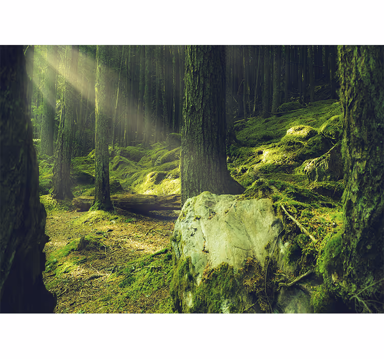 Fototapete natur sonnenlicht durch bäume - TenStickers