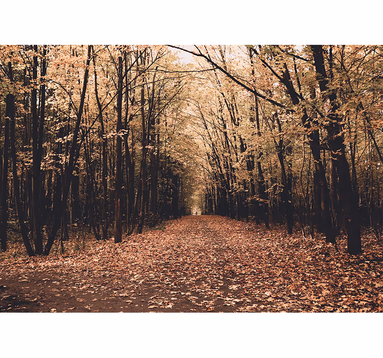 Fototapete wald herbstlicher pfadblick - TenStickers