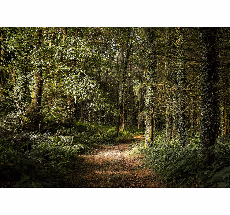 Fototapete wald mit üppigem waldweg - TenStickers
