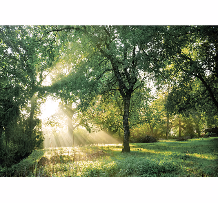 Fototapete natur friedlicher sonnenwald - TenStickers